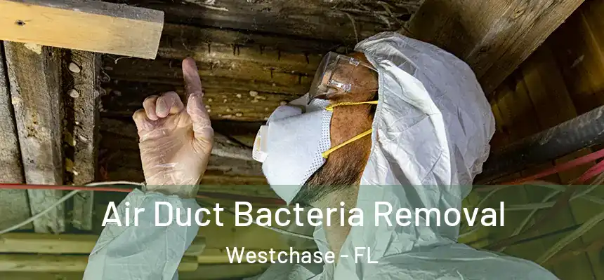  Air Duct Bacteria Removal Westchase - FL