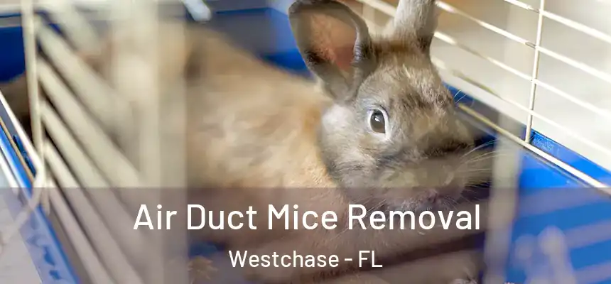  Air Duct Mice Removal Westchase - FL