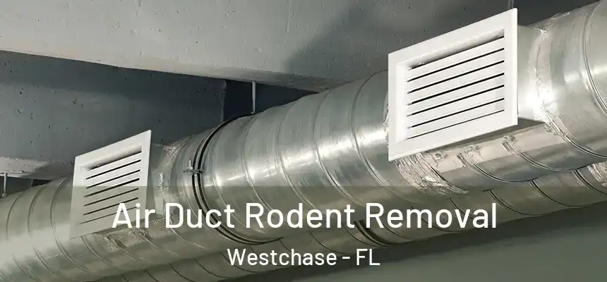  Air Duct Rodent Removal Westchase - FL