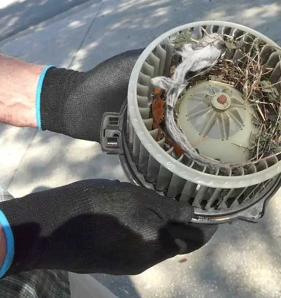 About Air Duct Mice Removal in Westchase, FL